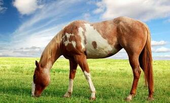 139178d1370495463 Horse Wallpaper Desktop