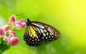 Borboleta HD Wallpaper Background