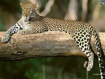 Best Leopord Wallpaper Background