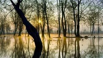 Weeping Willow Wallpaper