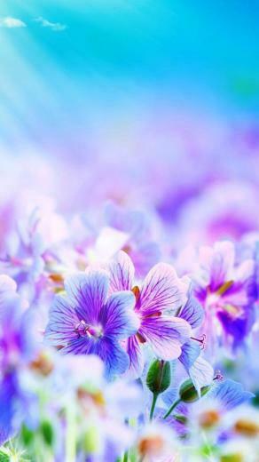 Flower iPhone Plus Wallpaper HD