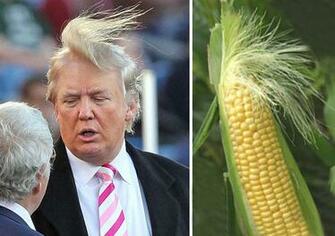 Things That Look Just Like Donald Trump Pics Picsdoor