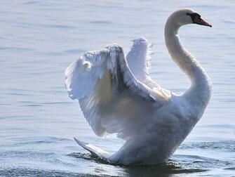 Swan Wallpaper Amazing Picture Collection
