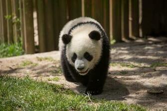 Giant Panda Wallpaper Pictures Image