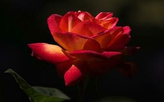 Flowers Huge Collection Of Amazing High Resolution Wallpaper Photo