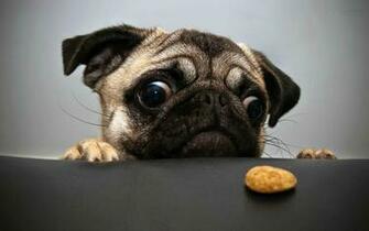 Pug Dog HD Desktop Wallpaper New Beautiful Image Of