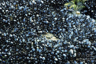 Mussel Art Wallpaper