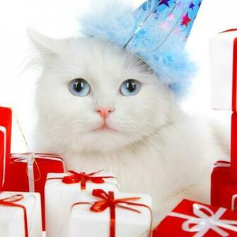 Cute Christmas Kitten The iPad Wallpaper Background Best