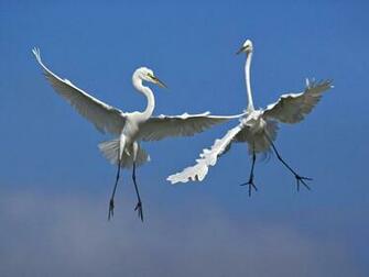 Whats Up With The Storks This Morning Wallpaper HD