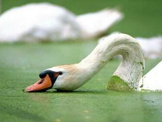 Explore The Collection Birds Swans Mute Swan