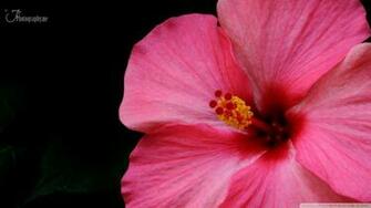Hibiscus 4k HD Desktop Wallpaper For Ultra Tv Wide