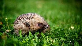 September By Stephen Comments Off On Hedgehog Wallpaper HD