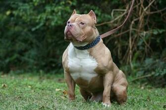 Pit Bull Dog HD Wallpaper