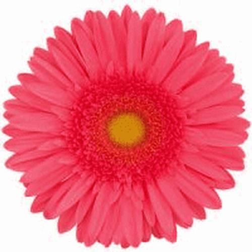 Hot Pink Gerber Daisy Wallpaper Creative Memes