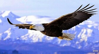 Youwall Flying Eagle Wallpaper Wallpaperwallpaper