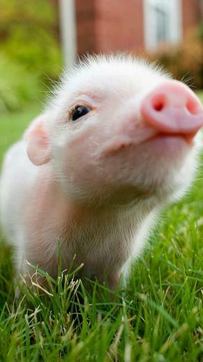 Cute Pig Lg G2 Wallpaper