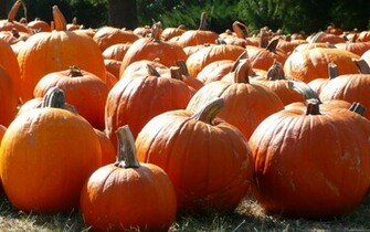 Fall Pumpkin Wallpaper HD