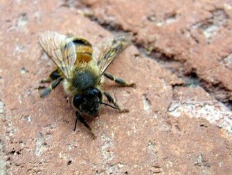 African Killer Bee Wallpaper