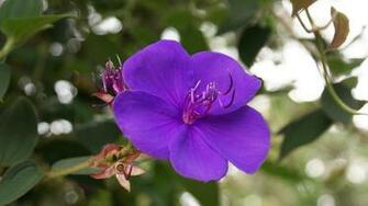Flower Wallpaper
