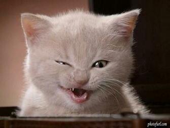 Wallpaper He Funny Animals