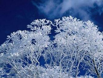 Frozen Tree Wallpaper Enjoy For Your