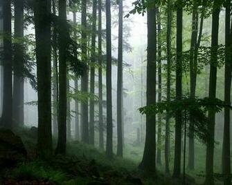 The Rainforest HD Desktop Wallpaper Bwalles Gallery