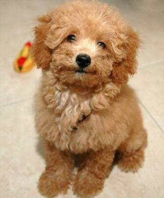 Poodle Puppy Image Wallpaper