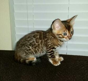 Cute Kittens Image Bengal HD Wallpaper And Background