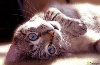 Cute Cat HD Wallpaper Funny