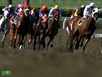 Racehorse Wallpaper Beautiful Scenery Photography