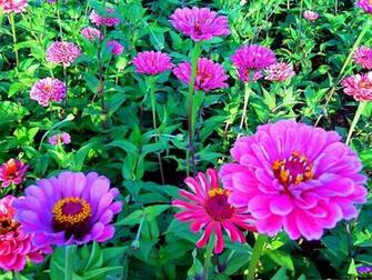 Pink Seenia Flower Big Flowers In Bloom Green Grass All Around