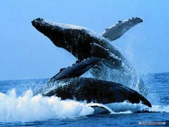 Humpback Whales Image Hump Back Whale HD Wallpaper And