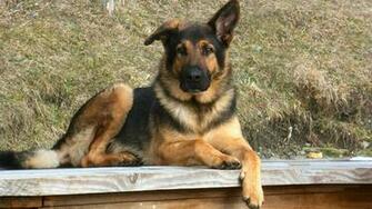 German Shepherd Wallpaper