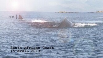 Shark Week Megalodon Channel S For