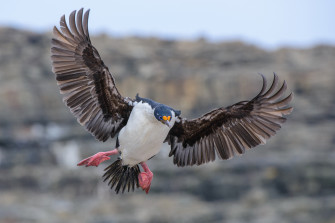 Imperial Shag In Flight Wallpaper