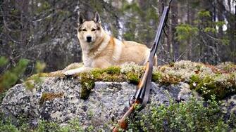 Desktop HD Image Of Wild Dogs