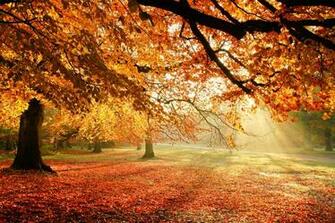 Autumn Trees Nature Light Foliage Wallpaper