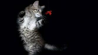 Cute Cats Photo For Girls Desktop Wallpaper