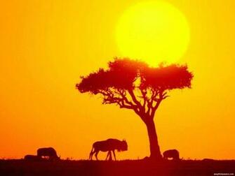 Pics Photos African Wallpaper
