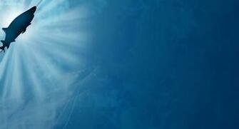 Shark Week Background White HD Desktop