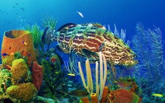 Ocean Wallpaper