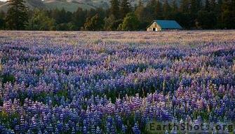 Calm Pictures Nature Google Search