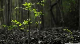 Black Forest HD Wallpaper High Quality