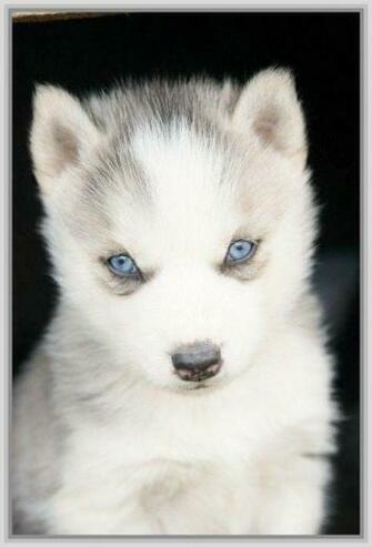 Baby Husky Wallpaper Siberian Blue Eyes