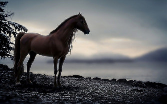 HD Horse Wallpaper