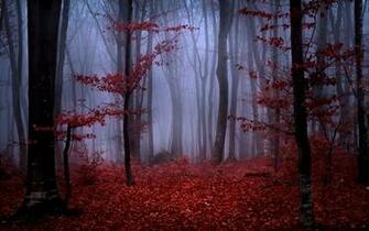 Red Autumn Foliage In Foggy Forest Wallpaper