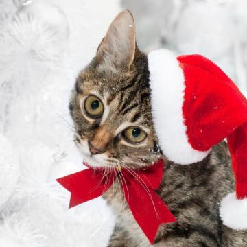 Wallpaper Cat Christmas Hat Face Snow