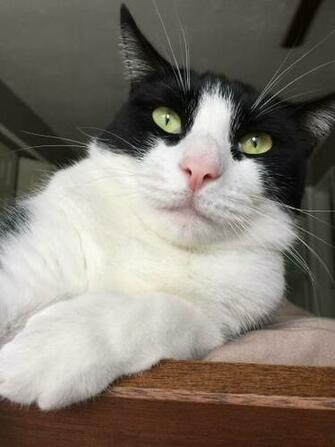 Darshana Sivakumar On Tuxedo Cats Cute Cat Wallpaper