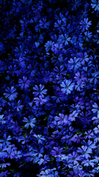 Wallpaper World On X Flower Flowers