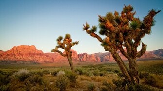 Joshua Trees Wallpaper
